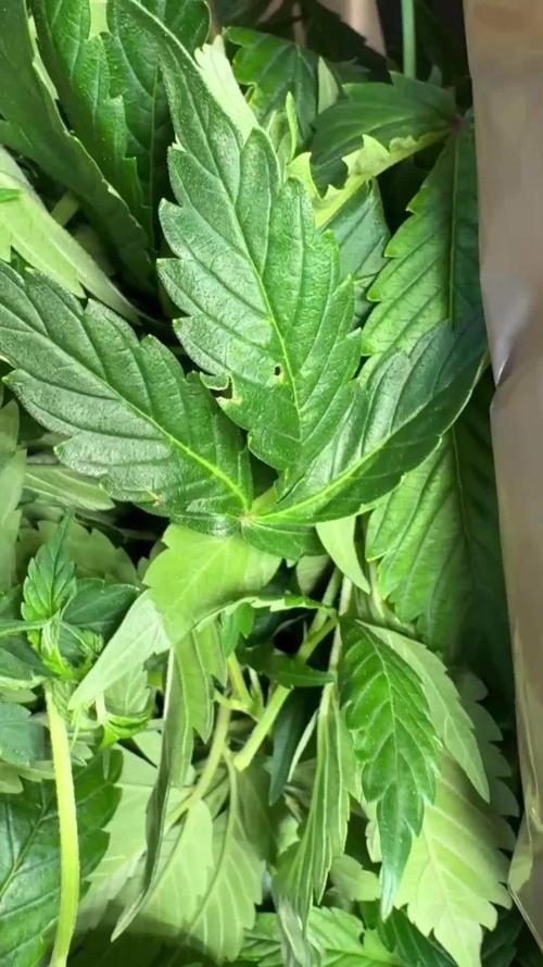 SeedsmanSeeds Road Trip with the White OG