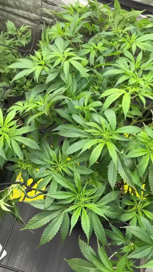 SeedsmanSeeds Road Trip with the White OG