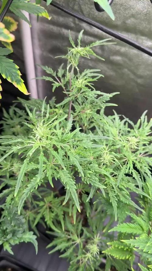 Terpyz Regular seeds & The Jorney with Mentha De Croco !