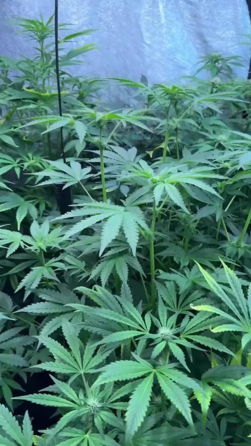 Terpyz Regular seeds & The Jorney with Mentha De Croco !