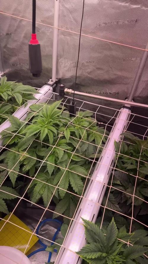 Terpyz Regular seeds & The Jorney with Mentha De Croco !