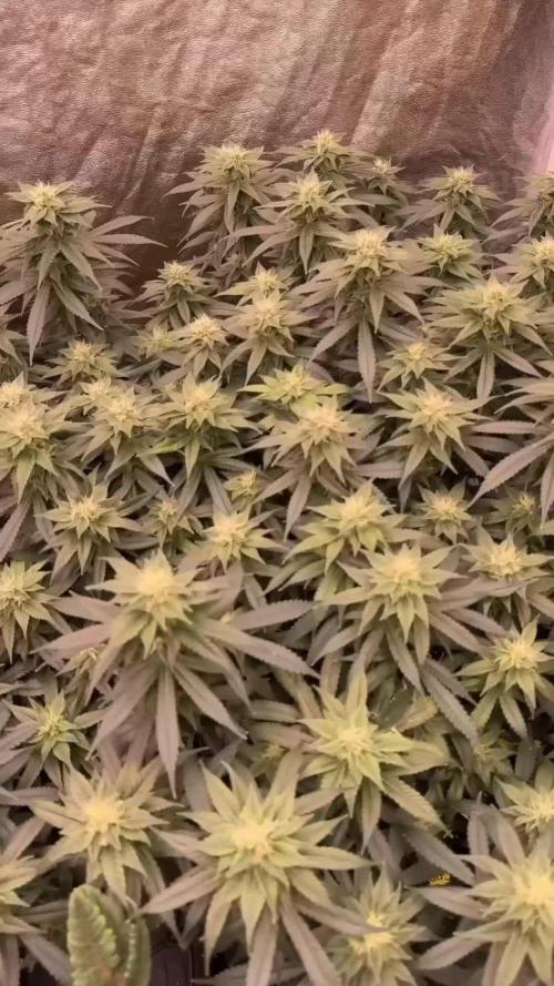 Terpyz Regular seeds & The Jorney with Mentha De Croco !