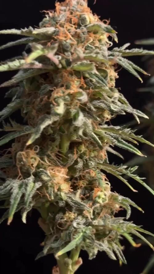 Terpyz Regular seeds & The Jorney with Mentha De Croco !