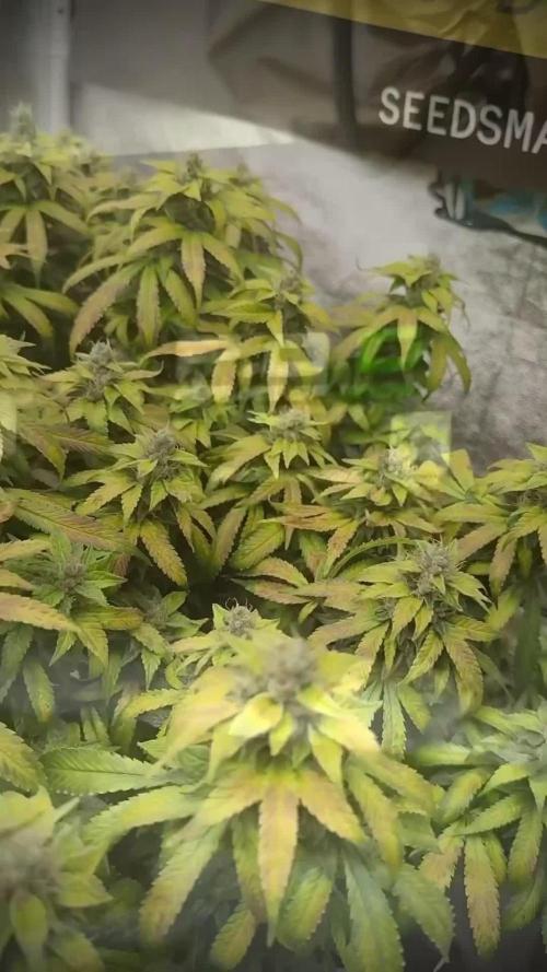 SeedsmanSeeds Road Trip with the WhiteOG