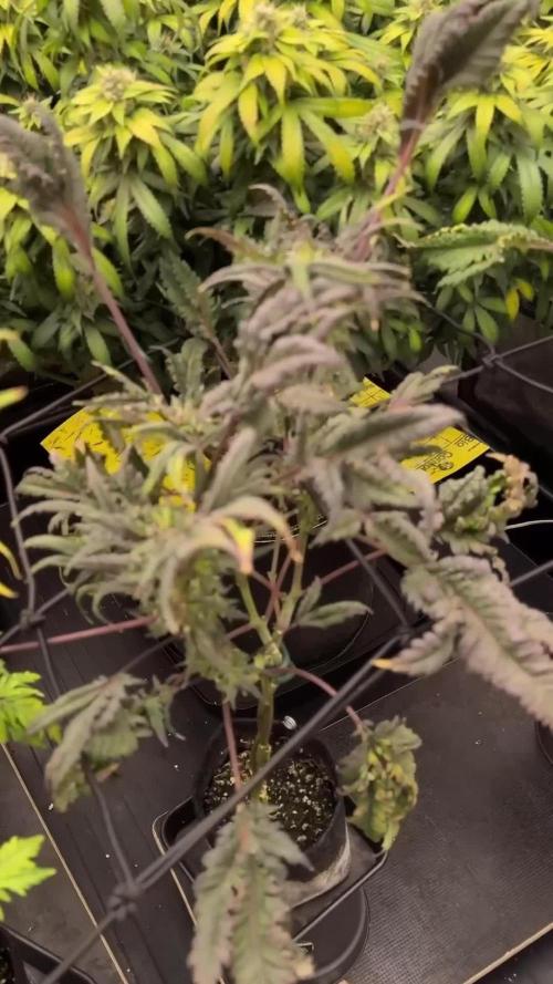 Terpyz Regular seeds & The Jorney with Mentha De Croco !