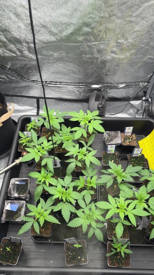 Lava Cake Lava Cake  (Zamnesia Seeds)