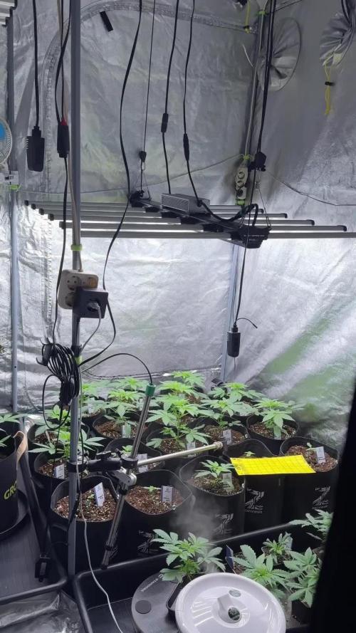 Lets do Gelonade by Zamnesia Seeds