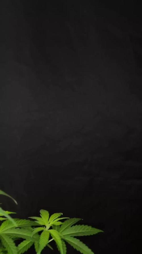 Spinning with Roller Coster Haze