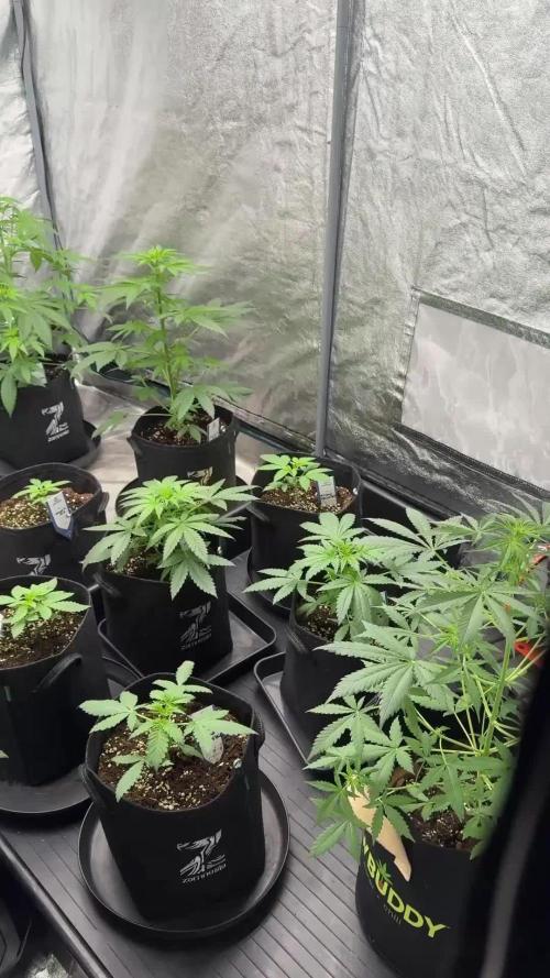 Lets do Gelonade by Zamnesia Seeds