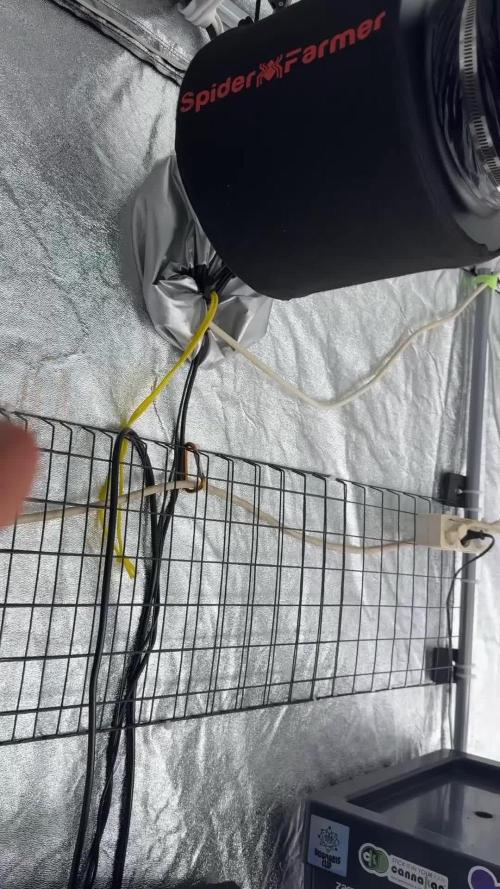 Lava Cake Lava Cake (Zamnesia Seeds)