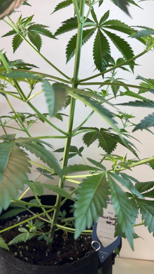 BlueBerry by Zamnesia Seeds