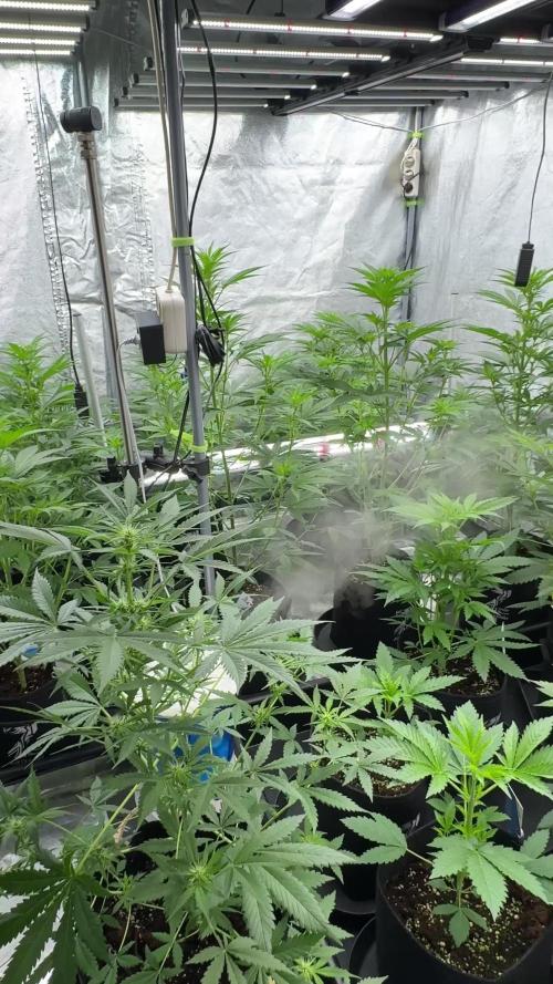 Lava Cake Lava Cake  (Zamnesia Seeds)