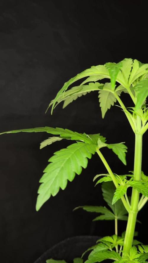 The one Mango Kush – Zamnesia Seeds