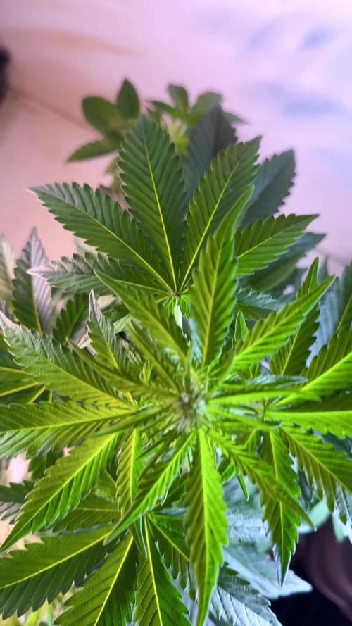 The Classic Super Silver Haze @Zamnesia