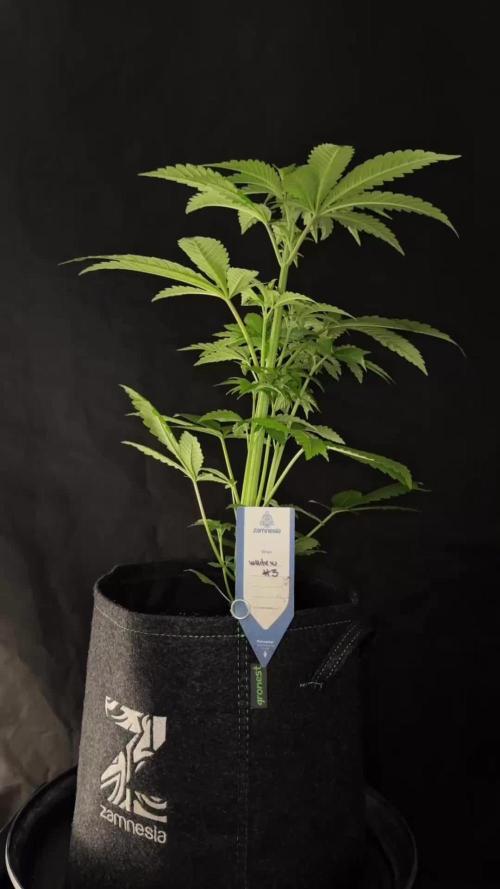 White Widow @Zamanesia-Playing classics