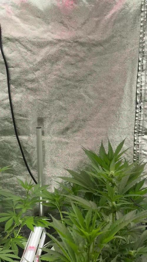 BlueBerry by Zamnesia Seeds
