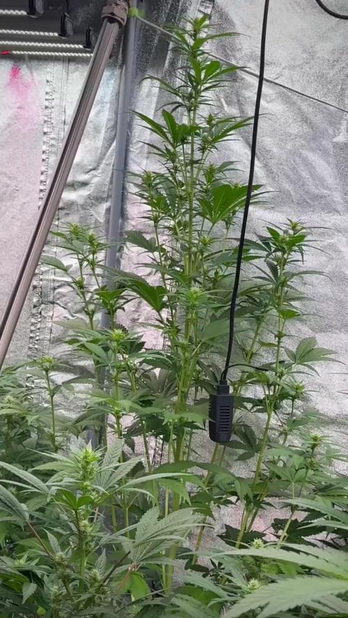 Lets do Gelonade by Zamnesia Seeds