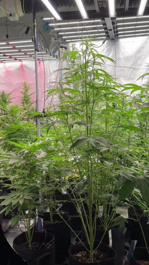 Lava Cake Lava Cake (Zamnesia Seeds)