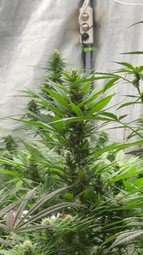 The one Mango Kush – Zamnesia Seeds