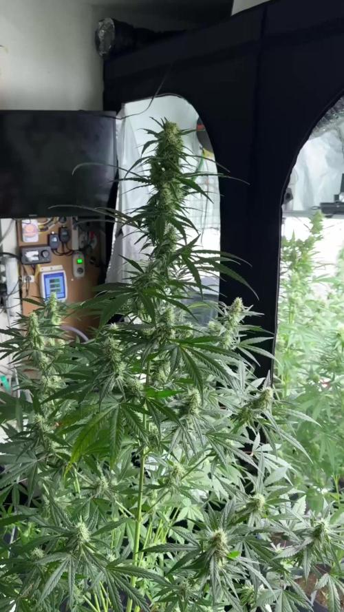 BlueBerry by Zamnesia Seeds