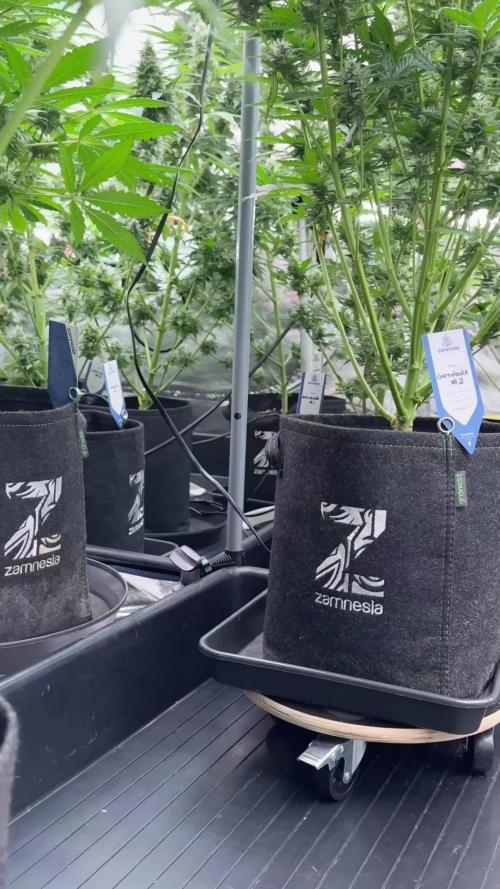 The one Mango Kush – Zamnesia Seeds