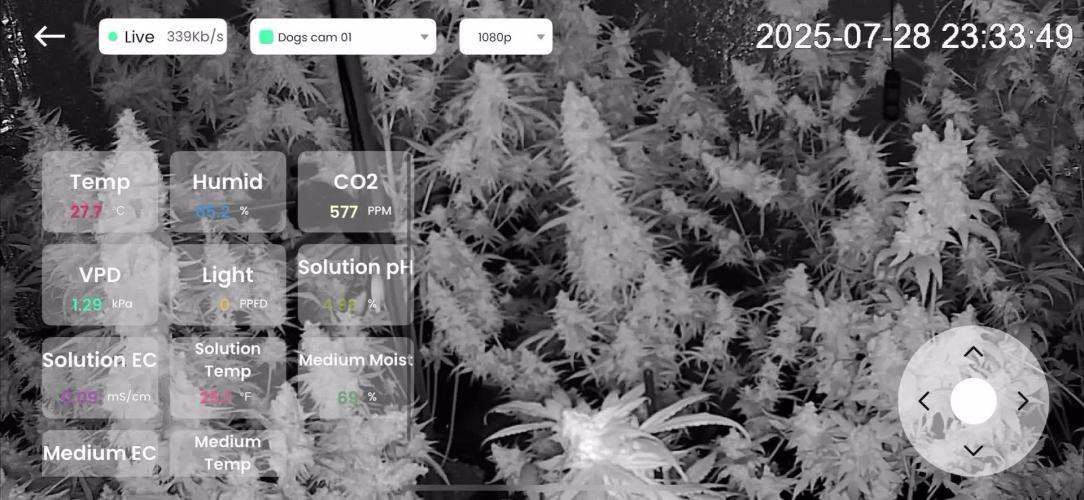 Lets do Gelonade by Zamnesia Seeds