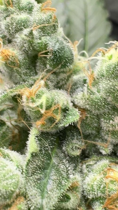 The Classic Super Silver Haze @Zamnesia