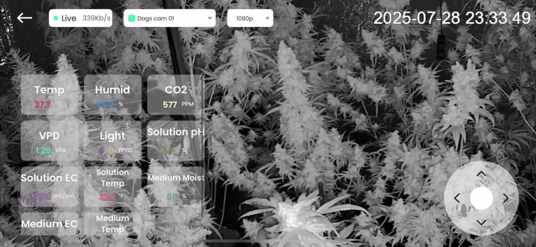 White Widow @Zamanesia-Playing classics