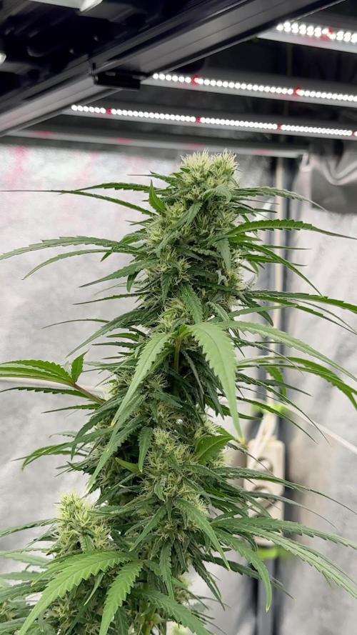 BlueBerry by Zamnesia Seeds