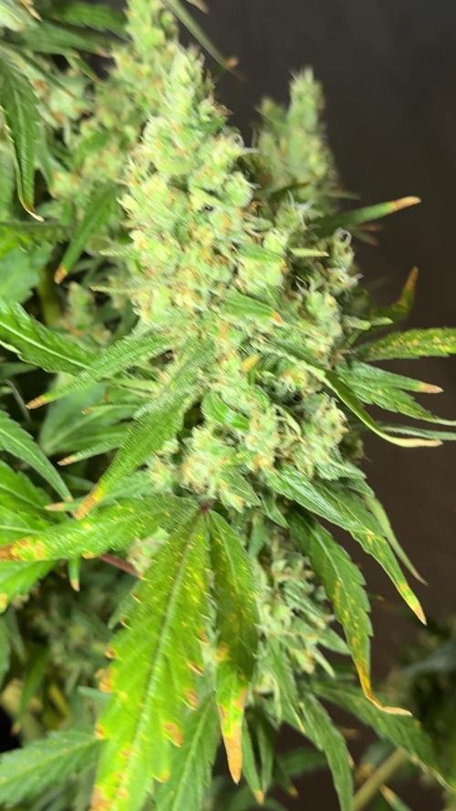 Lava Cake Lava Cake (Zamnesia Seeds)