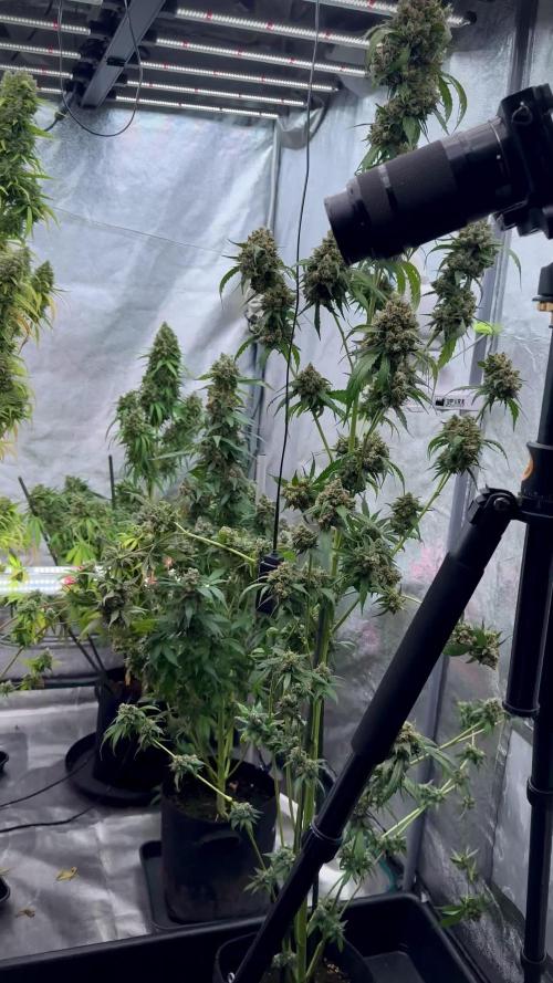 BlueBerry by Zamnesia Seeds