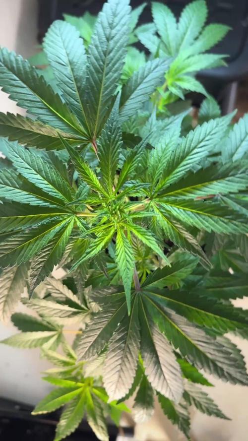 Lets do Gelonade by Zamnesia Seeds