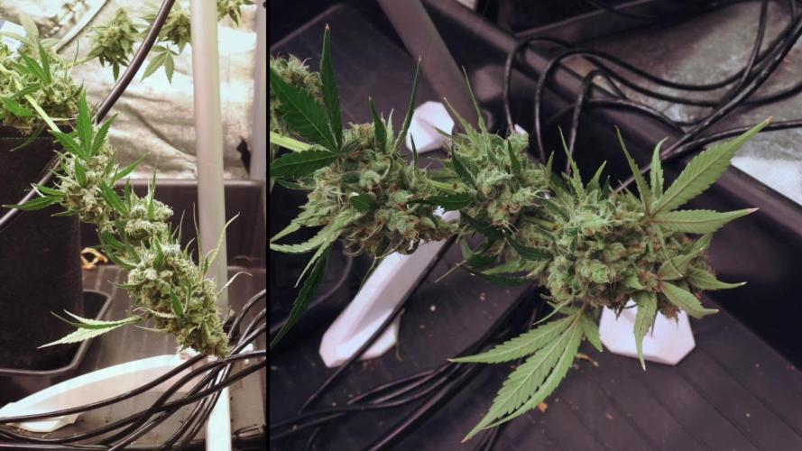 Lava Cake Lava Cake  (Zamnesia Seeds)