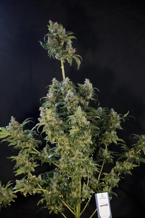 The Classic Super Silver Haze @Zamnesia. Week 12 - SSH #2