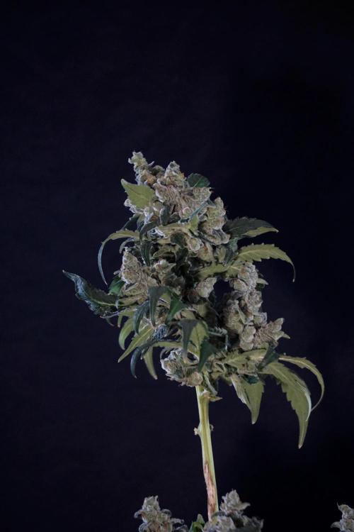 The Classic Super Silver Haze @Zamnesia. Week 12 - SSH #2