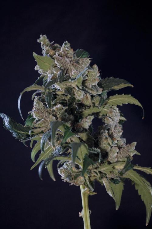 The Classic Super Silver Haze @Zamnesia. Week 12 - SSH #2