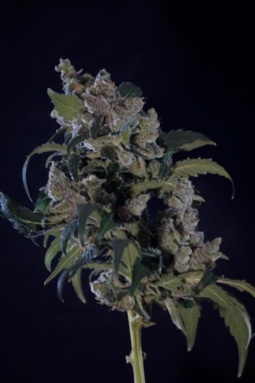 The Classic Super Silver Haze @Zamnesia. Week 12 - SSH #2