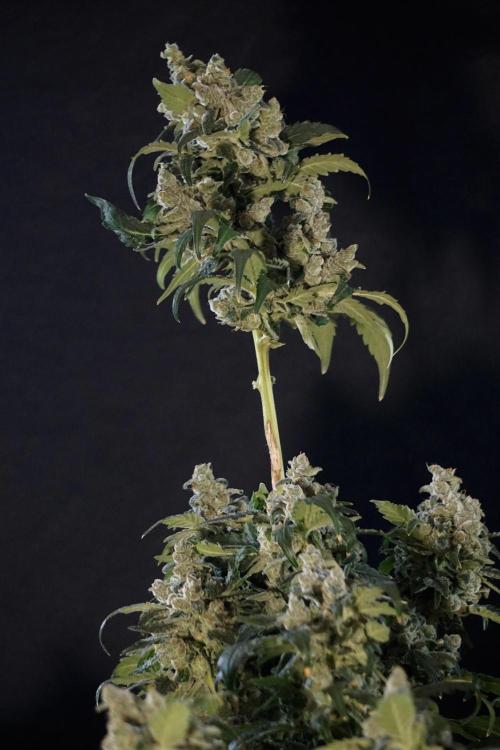 The Classic Super Silver Haze @Zamnesia. Week 12 - SSH #2