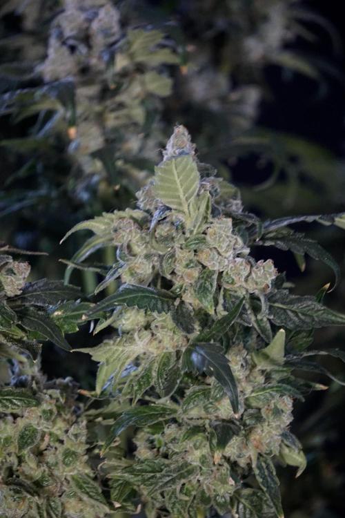 The Classic Super Silver Haze @Zamnesia. Week 12 - SSH #2