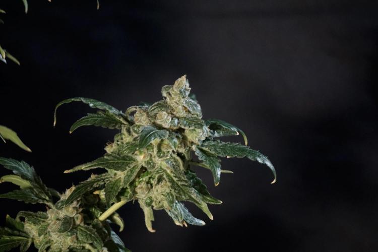 The Classic Super Silver Haze @Zamnesia. Week 12 - SSH #2