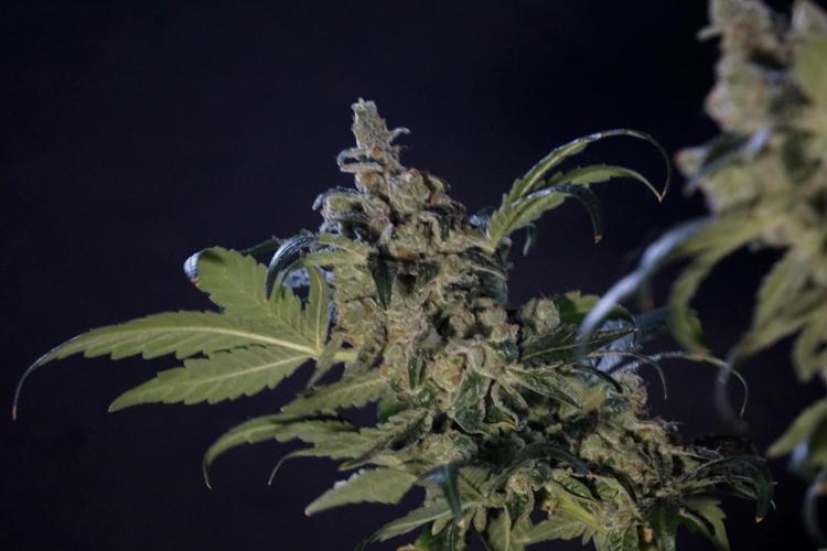 The Classic Super Silver Haze @Zamnesia. Week 12 - SSH #2