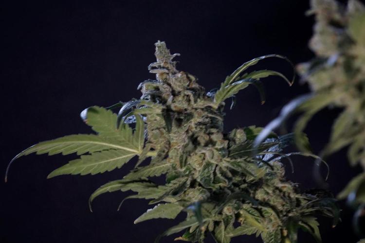 The Classic Super Silver Haze @Zamnesia. Week 12 - SSH #2