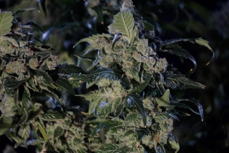 The Classic Super Silver Haze @Zamnesia. Week 12 - SSH #2