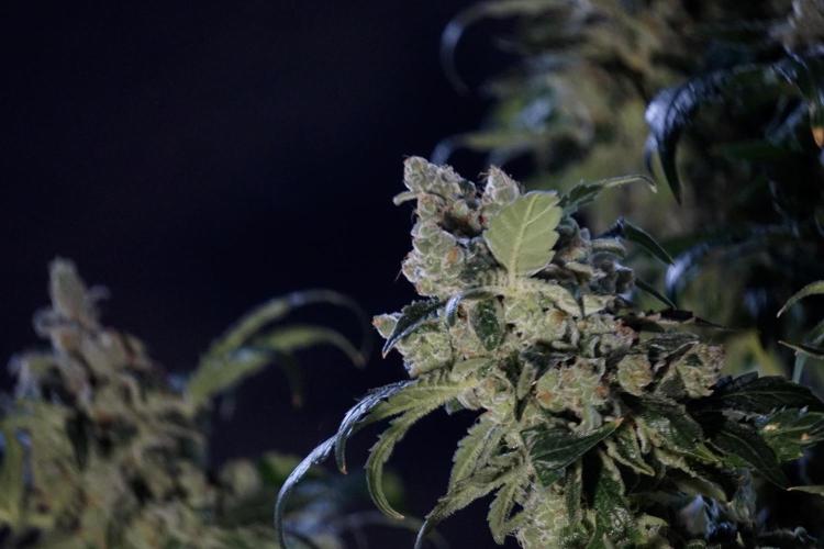 The Classic Super Silver Haze @Zamnesia. Week 12 - SSH #2