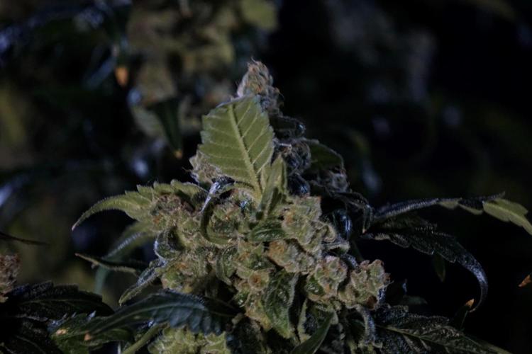 The Classic Super Silver Haze @Zamnesia. Week 12 - SSH #2