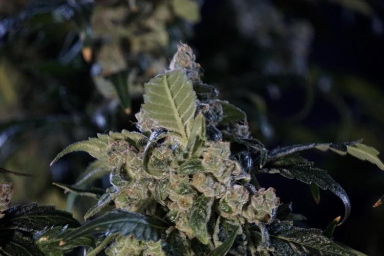 The Classic Super Silver Haze @Zamnesia. Week 12 - SSH #2