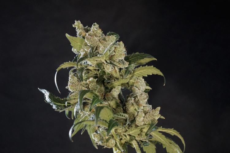 The Classic Super Silver Haze @Zamnesia. Week 12 - SSH #2