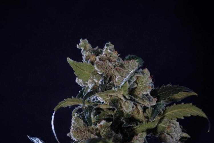 The Classic Super Silver Haze @Zamnesia. Week 12 - SSH #2