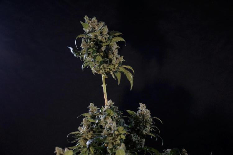 The Classic Super Silver Haze @Zamnesia. Week 12 - SSH #2