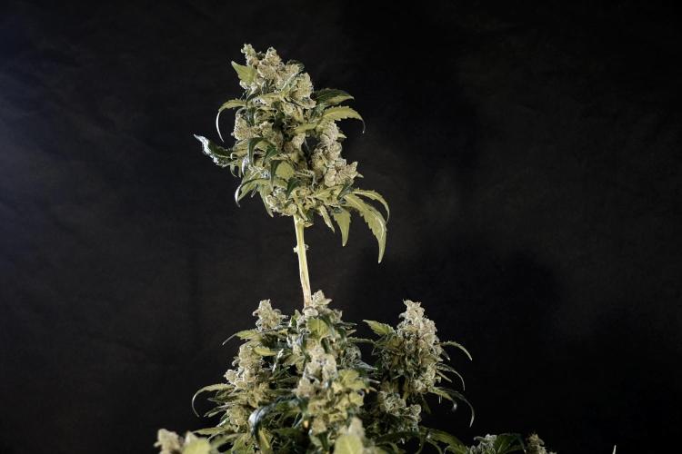 The Classic Super Silver Haze @Zamnesia. Week 12 - SSH #2